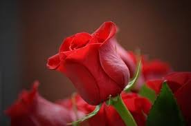 Rose Flavor